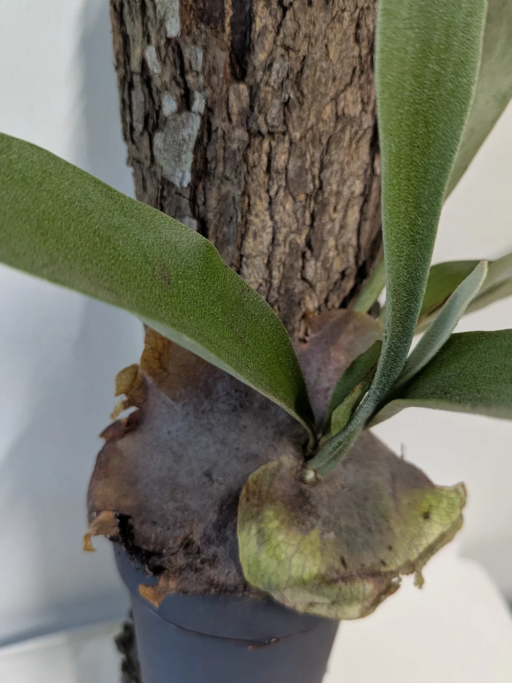 Green Mounted Staghorn Fern Plant On Natural Bark Accessory